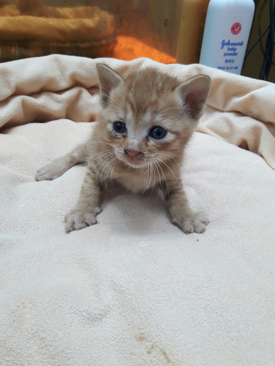 한국 고양이 이미지 파일 입니다.